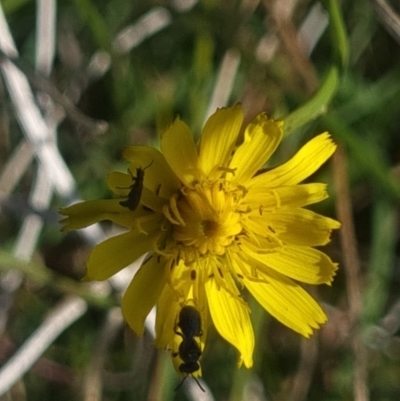 Apiformes (informal group) (Unidentified bee) at Crace Grasslands - 24 Feb 2024 by MiaThurgate