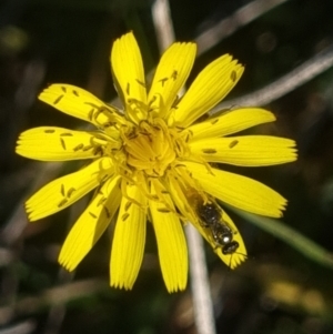 Apiformes (informal group) at Crace Grassland (CR_2) - 25 Feb 2024 10:40 AM