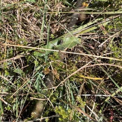 Diptera (order) (Fly - Unidentified) at Crace Grassland (CR_2) - 6 Mar 2024 by MiaThurgate