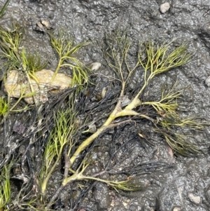 Ranunculus trichophyllus at Namadgi National Park - 6 Mar 2024