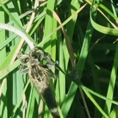 Asilidae (family) (Unidentified Robber fly) at Crace Grasslands - 24 Feb 2024 by MiaThurgate