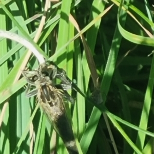 Bathypogon sp. (genus) at Crace Grassland (CR_2) - 25 Feb 2024 10:44 AM