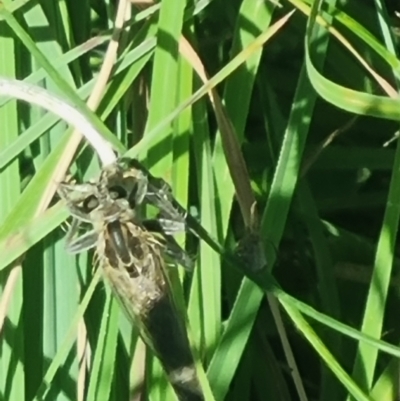 Bathypogon sp. (genus) (A robber fly) at Crace Grassland (CR_2) - 25 Feb 2024 by MiaThurgate