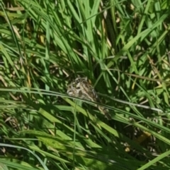 Bathypogon sp. (genus) at Crace Grassland (CR_2) - 25 Feb 2024 10:44 AM