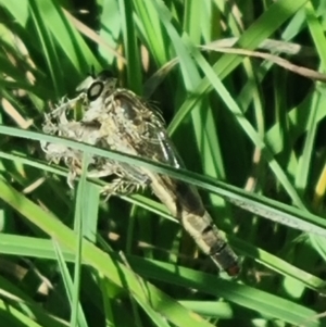 Asilidae (family) at Crace Grassland (CR_2) - 25 Feb 2024