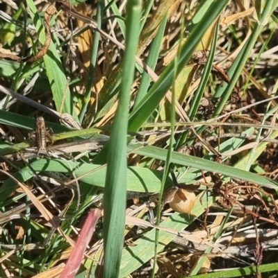 Bobilla sp. (genus) (A Small field cricket) at Crace Grassland (CR_2) - 25 Feb 2024 by MiaThurgate