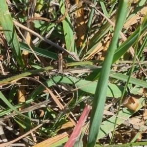 Bobilla sp. (genus) at Crace Grassland (CR_2) - 25 Feb 2024