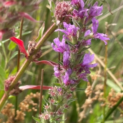 Lythrum salicaria (Purple Loosestrife) at Namadgi National Park - 6 Mar 2024 by JaneR