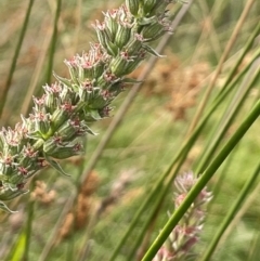 Lythrum salicaria at Namadgi National Park - 6 Mar 2024