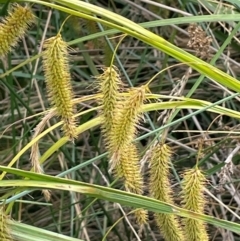 Carex fascicularis (Tassel Sedge) at Tennent, ACT - 6 Mar 2024 by JaneR