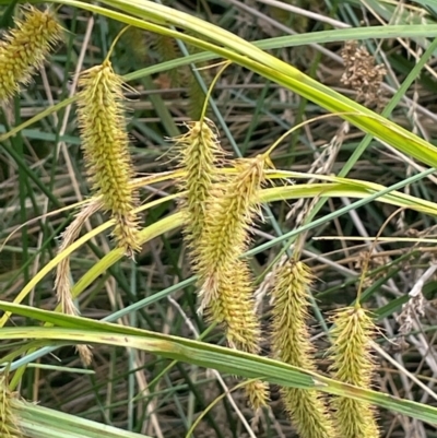 Carex fascicularis (Tassel Sedge) at Tennent, ACT - 6 Mar 2024 by JaneR