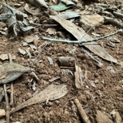 Phasmatodea (order) (Unidentified stick insect) at Robertson, NSW - 6 Mar 2024 by GlossyGal