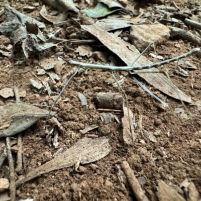 Phasmatodea (order) (Unidentified stick insect) at Wingecarribee Local Government Area - 6 Mar 2024 by GlossyGal