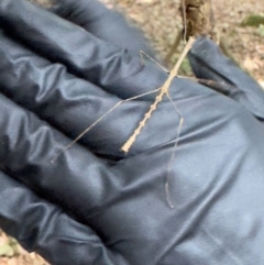 Phasmatodea (order) at Robertson - 6 Mar 2024 01:12 PM