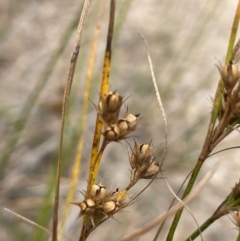 Juncus tenuis (Slender Rush) at Tennent, ACT - 6 Mar 2024 by JaneR