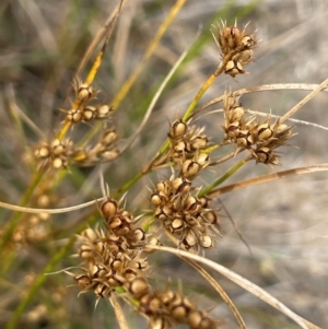 Juncus tenuis at Namadgi National Park - 6 Mar 2024