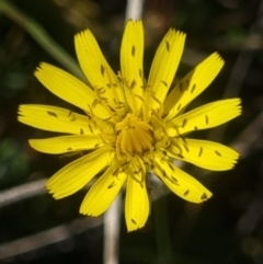 Thysanoptera (order) (Thrips) at Crace Grasslands - 24 Feb 2024 by MiaThurgate