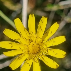 Thysanoptera (order) at Crace Grassland (CR_2) - 25 Feb 2024