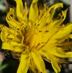 Thysanoptera (order) at Crace Grassland (CR_2) - 25 Feb 2024