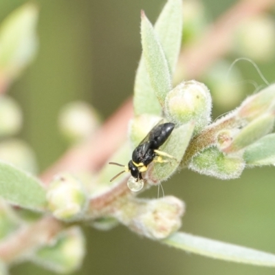 Hylaeus (Gnathoprosopis) euxanthus (Plasterer bee) at Hall, ACT - 6 Mar 2024 by Anna123