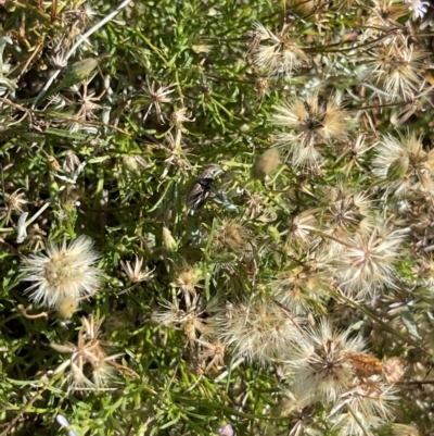 Naupactus leucoloma (White-fringed weevil) at Crace Grassland (CR_2) - 6 Mar 2024 by MiaThurgate