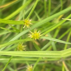 Cyperus sphaeroideus at Namadgi National Park - 6 Mar 2024