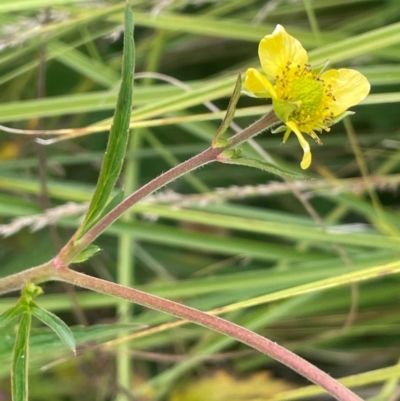 Geum urbanum (Herb Bennet) at Tennent, ACT - 6 Mar 2024 by JaneR