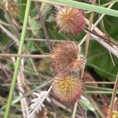 Geum urbanum at Namadgi National Park - 6 Mar 2024