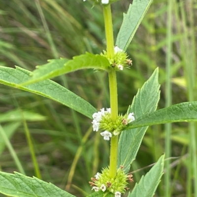 Lycopus australis (Native Gipsywort, Australian Gipsywort) at Tennent, ACT - 6 Mar 2024 by JaneR