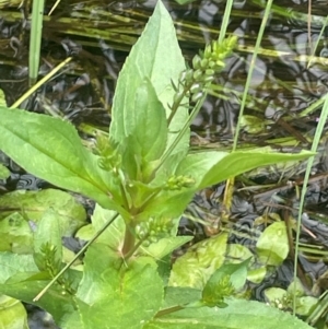 Veronica anagallis-aquatica at Namadgi National Park - 6 Mar 2024