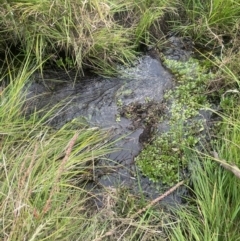 Veronica anagallis-aquatica at Namadgi National Park - 6 Mar 2024