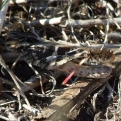 Gastrimargus musicus (Yellow-winged Locust or Grasshopper) at Campbellfield, VIC - 15 Apr 2007 by WendyEM