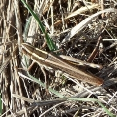 Macrotona australis (Common Macrotona Grasshopper) at Campbellfield, VIC - 15 Apr 2007 by WendyEM