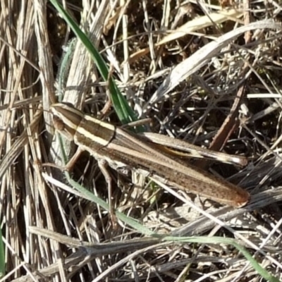 Macrotona australis at Campbellfield, VIC - 15 Apr 2007 by WendyEM