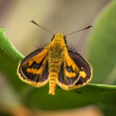 Ocybadistes walkeri (Green Grass-dart) at Ainslie, ACT - 2 Mar 2024 by trevsci