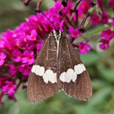 Nyctemera amicus (Senecio Moth, Magpie Moth, Cineraria Moth) at Braidwood, NSW - 6 Mar 2024 by MatthewFrawley