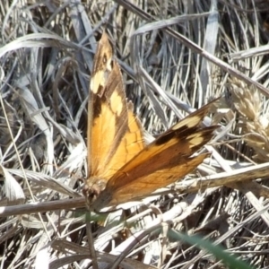 Heteronympha merope at bababi marning (formerly Cooper St Grassland NCR) - 15 Apr 2007 02:59 PM