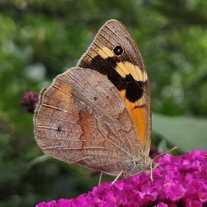 Heteronympha merope at QPRC LGA - 6 Mar 2024 05:28 PM