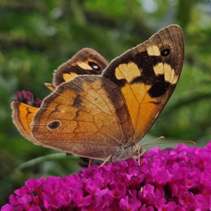 Heteronympha merope at QPRC LGA - 6 Mar 2024 05:28 PM