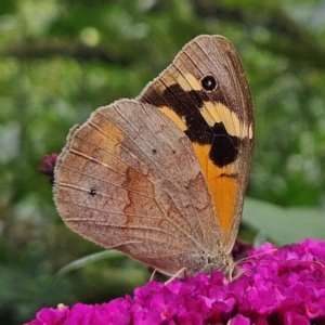 Heteronympha merope at QPRC LGA - 6 Mar 2024 05:28 PM