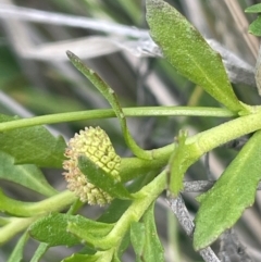 Centipeda elatinoides (Prostrate Sneezeweed) at Namadgi National Park - 6 Mar 2024 by JaneR