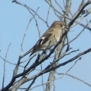 Petroica phoenicea at Epping, VIC - 15 Apr 2007