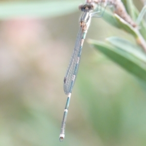 Austrolestes leda at Hall, ACT - 6 Mar 2024