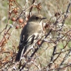 Petroica phoenicea (Flame Robin) at bababi marning (formerly Cooper St Grassland NCR) - 15 Apr 2007 by WendyEM