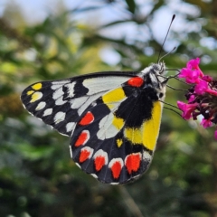 Delias aganippe (Spotted Jezebel) at QPRC LGA - 6 Mar 2024 by MatthewFrawley