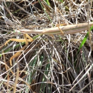 Tenodera australasiae at Campbellfield, VIC - 15 Apr 2007