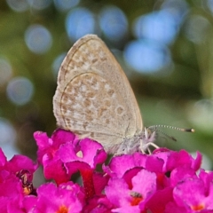 Zizina otis (Common Grass-Blue) at QPRC LGA - 6 Mar 2024 by MatthewFrawley