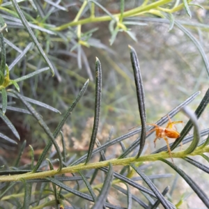 Oxyopes sp. (genus) at Watson, ACT - 6 Mar 2024