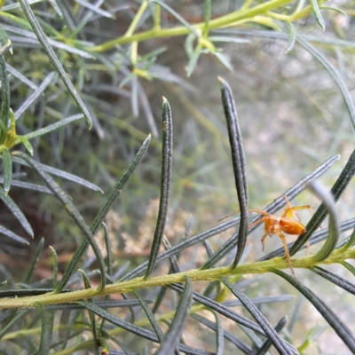 Oxyopes (genus) (Lynx spider) at Watson, ACT - 6 Mar 2024 by abread111