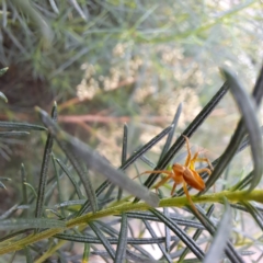 Oxyopes sp. (genus) at Watson, ACT - 6 Mar 2024